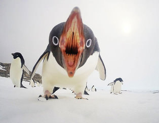 2015’in en iyi doğa fotoğrafları