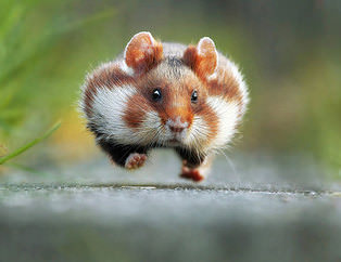 2015'in en komik vahşi yaşam fotoğrafları